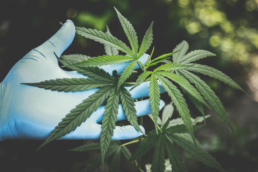 Coastal Healing Dispensary cannabis products in Westport, MA